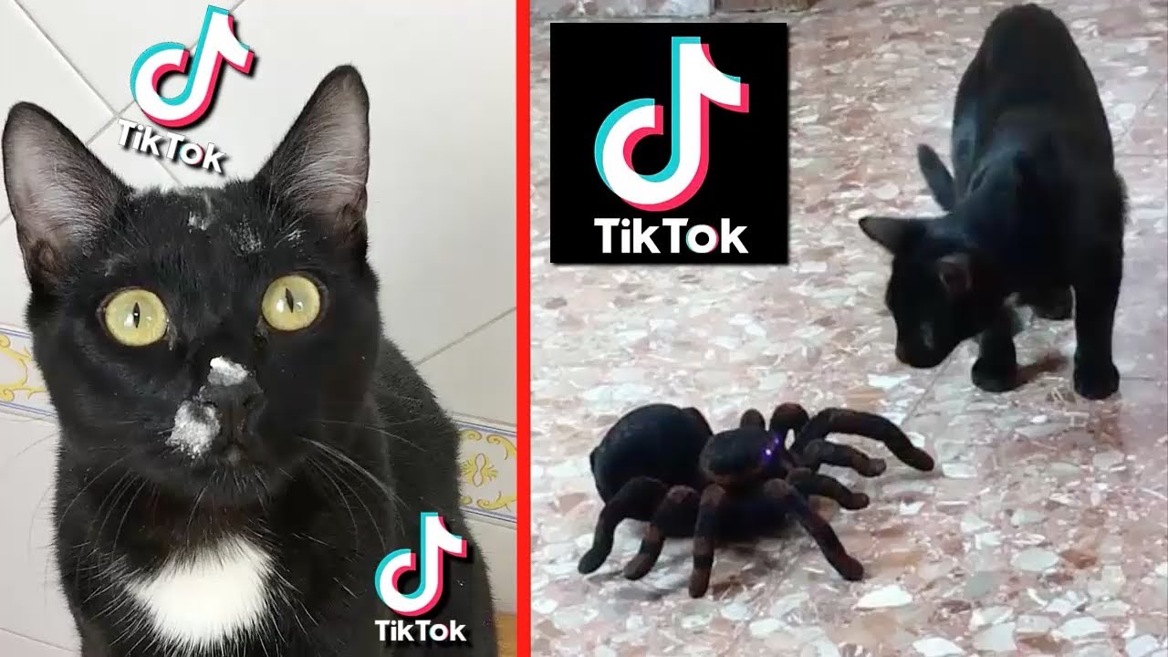 Tik Tok y el derecho a los vídeos de gatitos