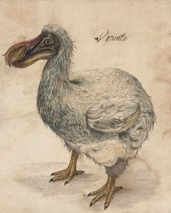 pájaro dodo dibujado en la época