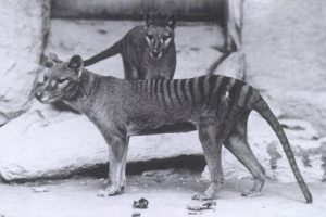 pareja de tilacinos o lobos marsupiales
