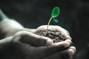 Planta para cultivo. 