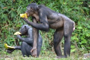 Bonobos comiendo. 