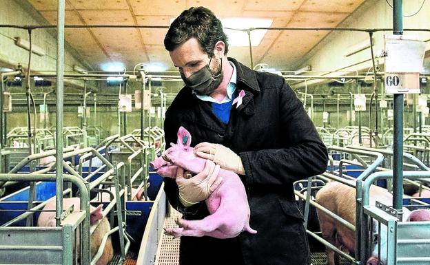 Pablo Casado en una granja de cerdos durante un acto del PP en 2021.- EFE / ARCHIVO
