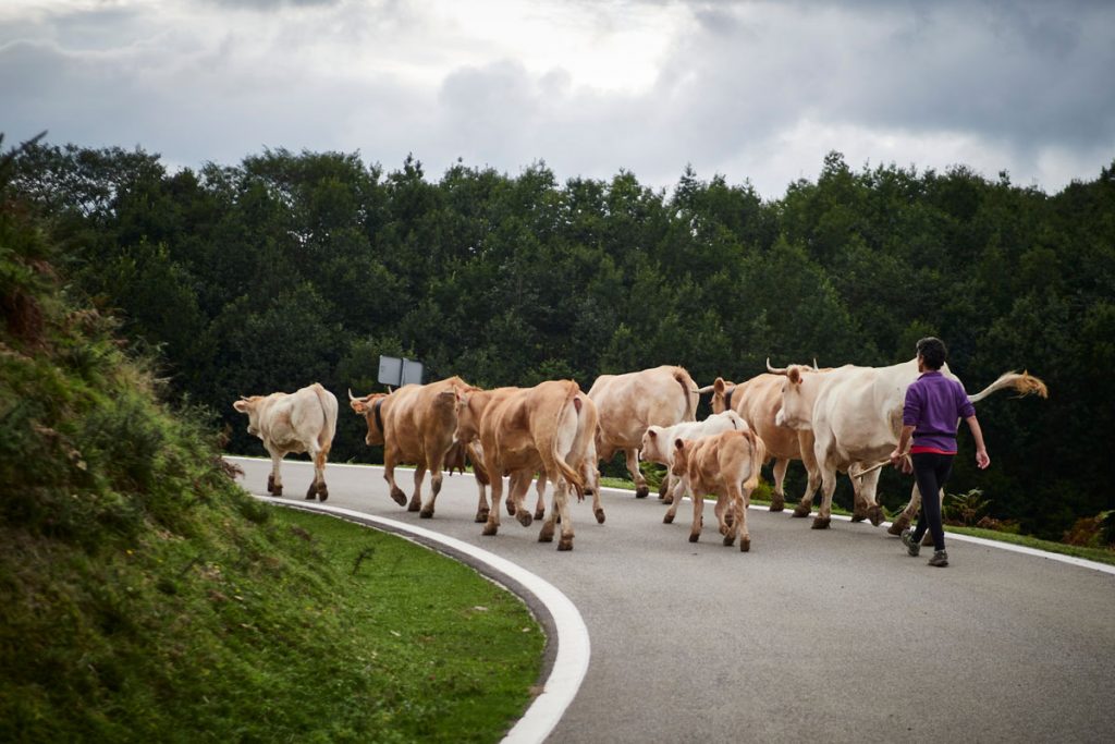 Varias vacas en el Valle del Baztán en Navarra, horas antes de que comience el otoño, a 22 de septiembre de 2021, en Navarra (España).- EUROPA PRESS