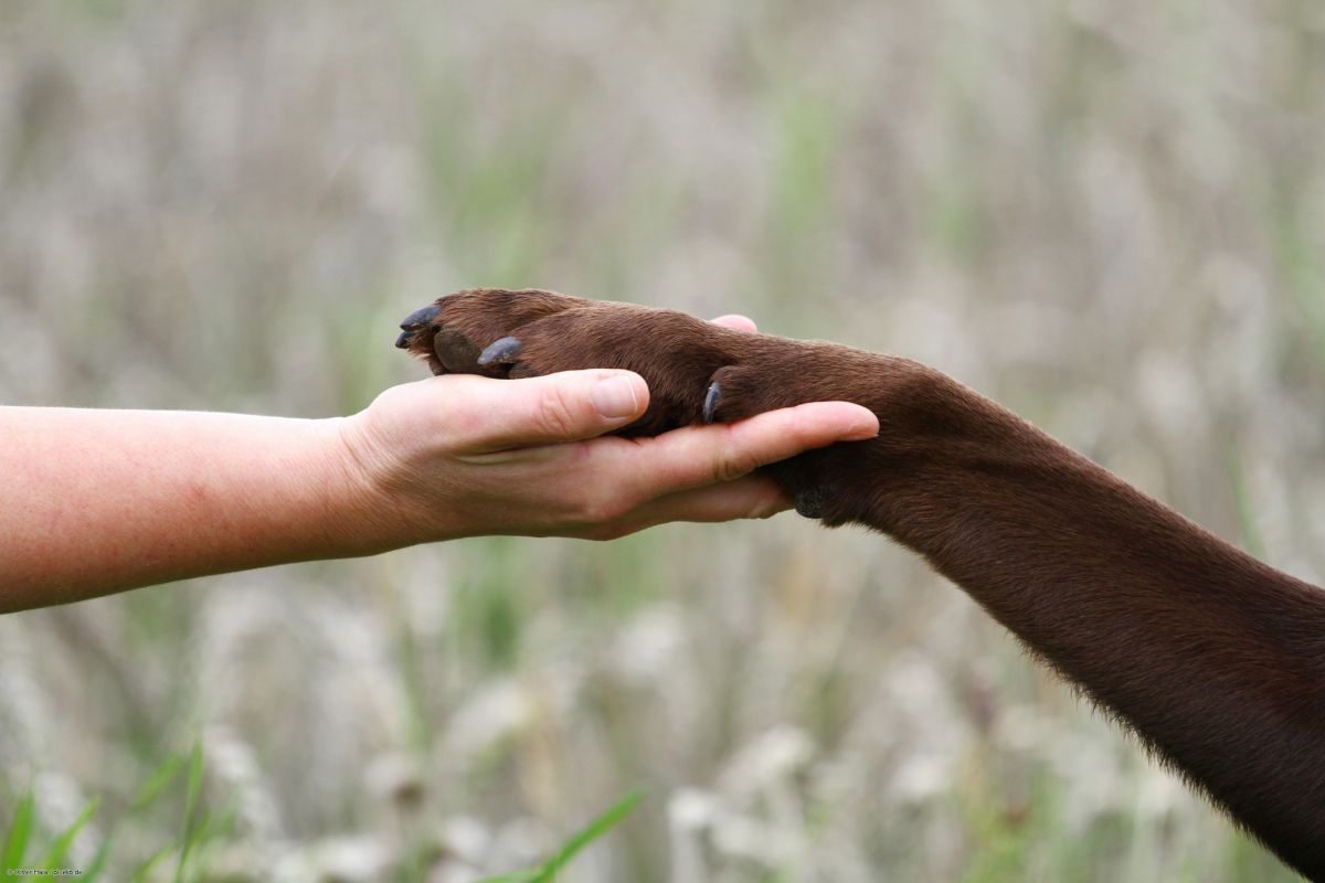 Лапка друга. Собачья лапа и рука человека. Животное в руках человека. Лапа собаки и рука человека. Животные на руках у человека.