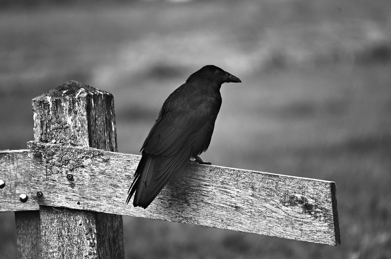 [Imagen: black-crow-3980261_1280.jpg]
