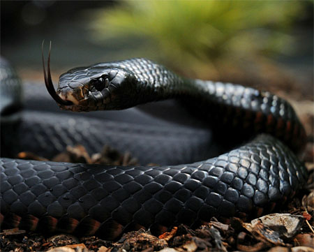 Una mamba negra (Dendroaspis polylepis.)