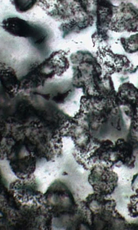 Fósiles de microbios hallados en la formación Strelley Pool del cratón de Pilbara, Australia, con unos 3.400 millones de años de antigüedad.
