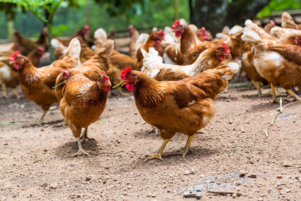 Lo que las gallinas nos enseñan sobre el coronavirus y su control.