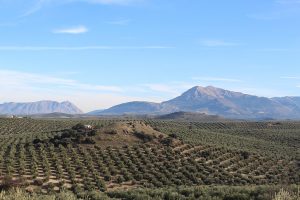 Preocupantes lecciones de la retirada de la candidatura de los paisajes del olivar andaluz a Patrimonio Mundial